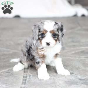 Beau, Cavapoo Puppy